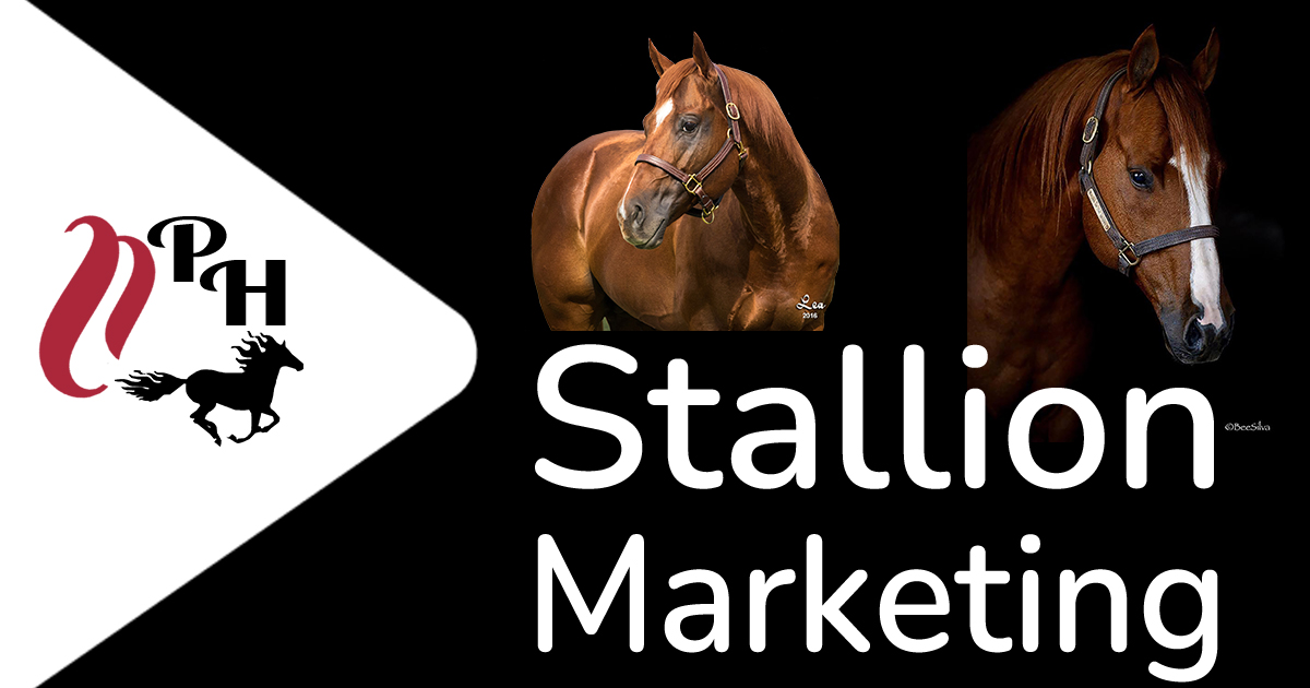 Stallion Marketing