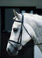 Horse Riding Ties|Horse Riding Stocks|Brendon Saddlery, West Sussex, UK