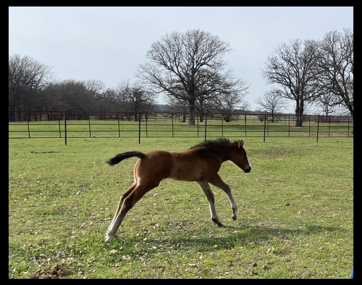 Colt starting, confidence crushing and ground work at Tuff Enuf Ranch!
